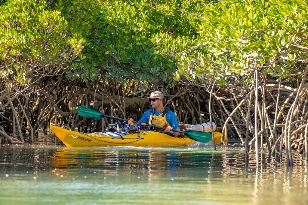 Kayaking through the mangroves trees