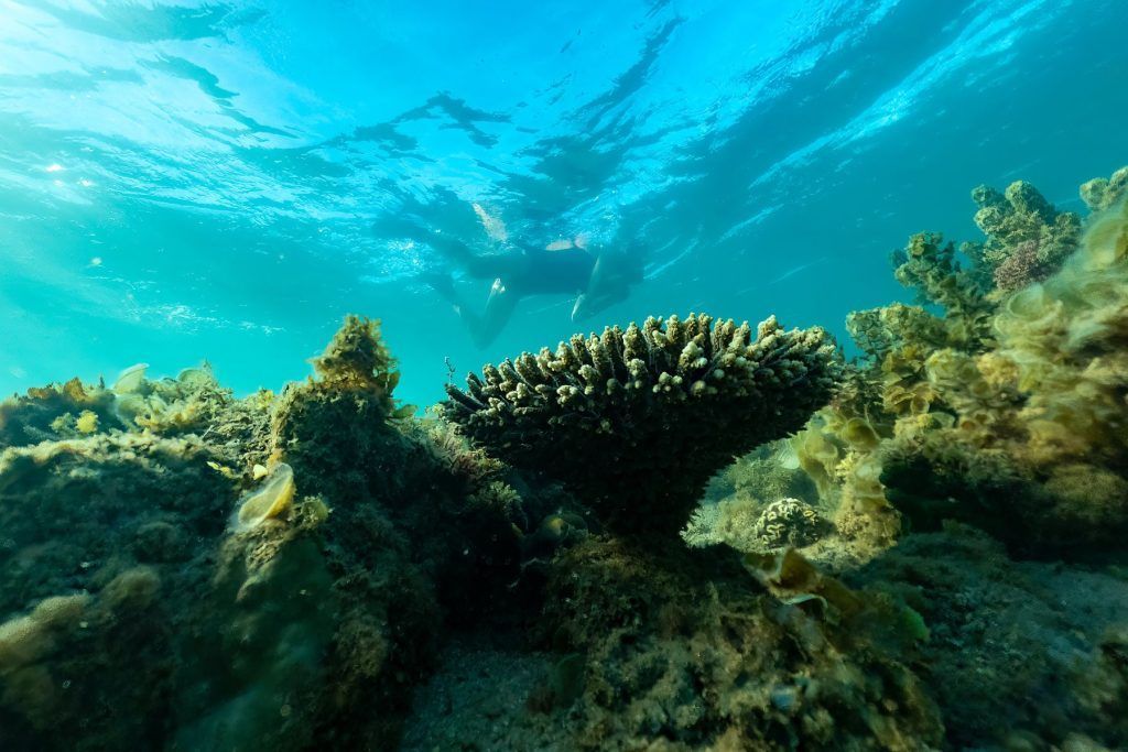 Diverse coral reefs