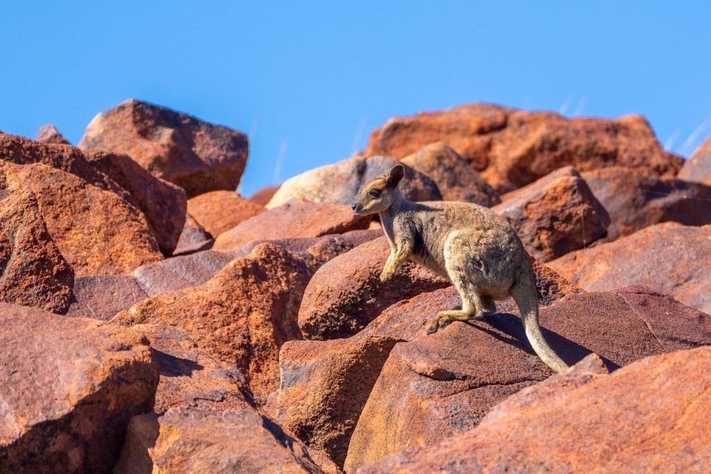 Rothchilds rock wallaby