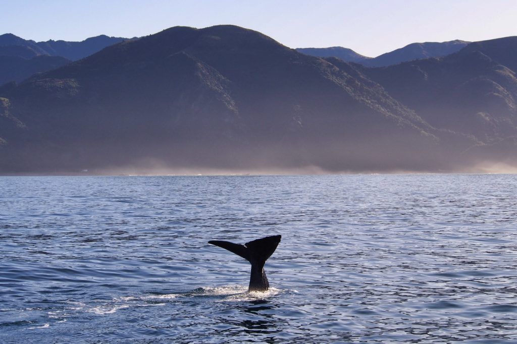 A sperm whale