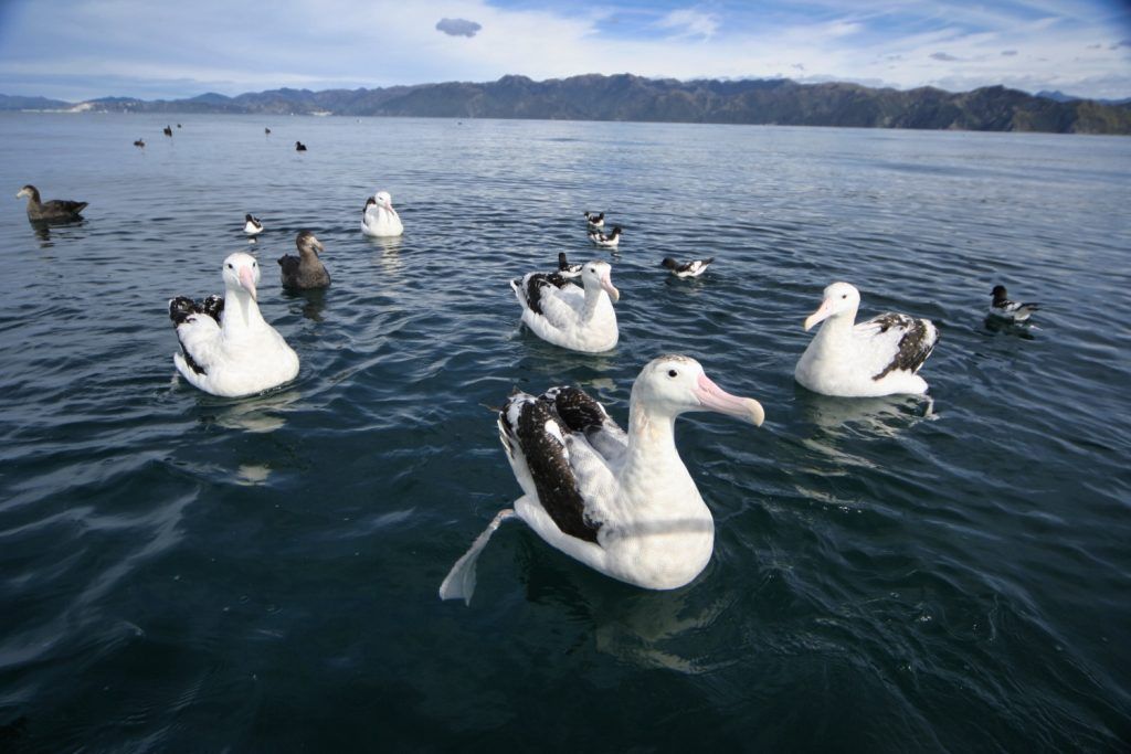 Albatross Encounter