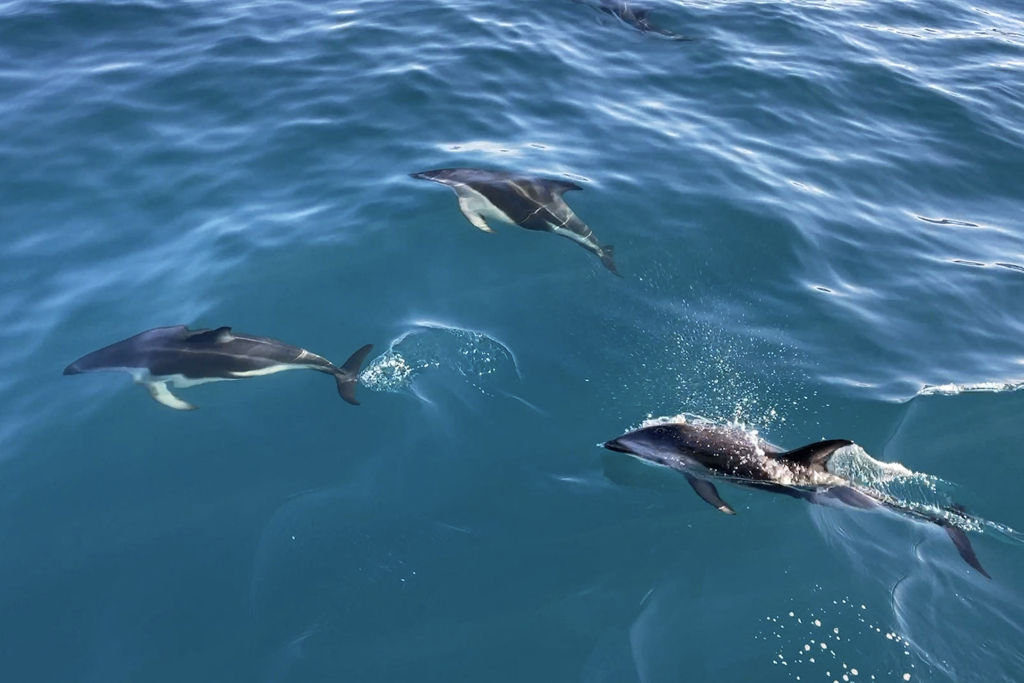 Dusky dolphins