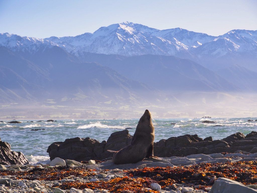 A resident seal