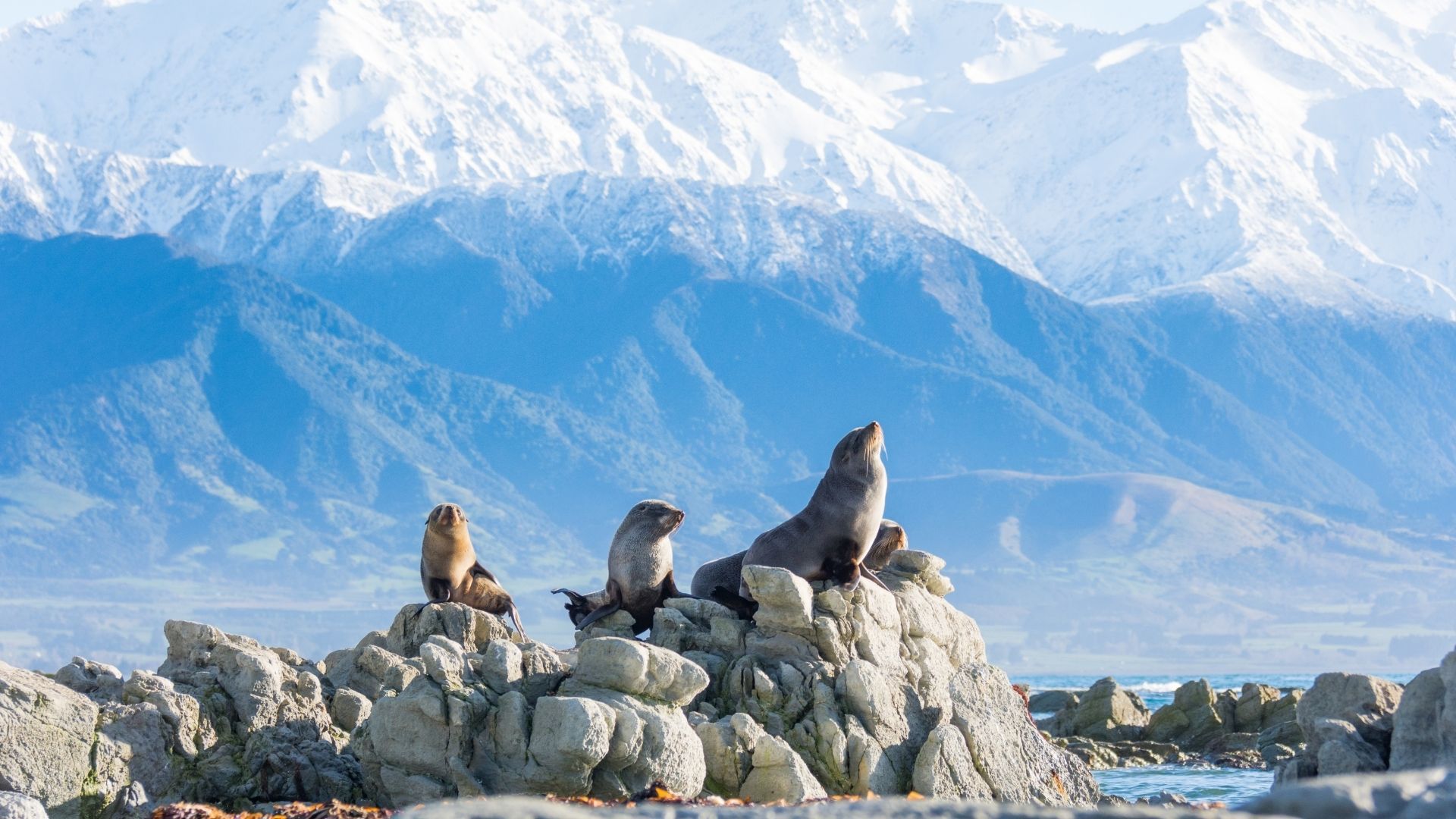 Kaikoura