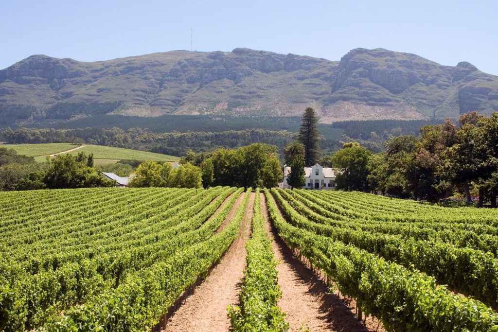 Panoramic view of a winery in Stellenbosch