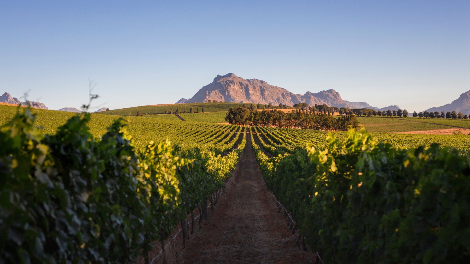 Stellenbosch