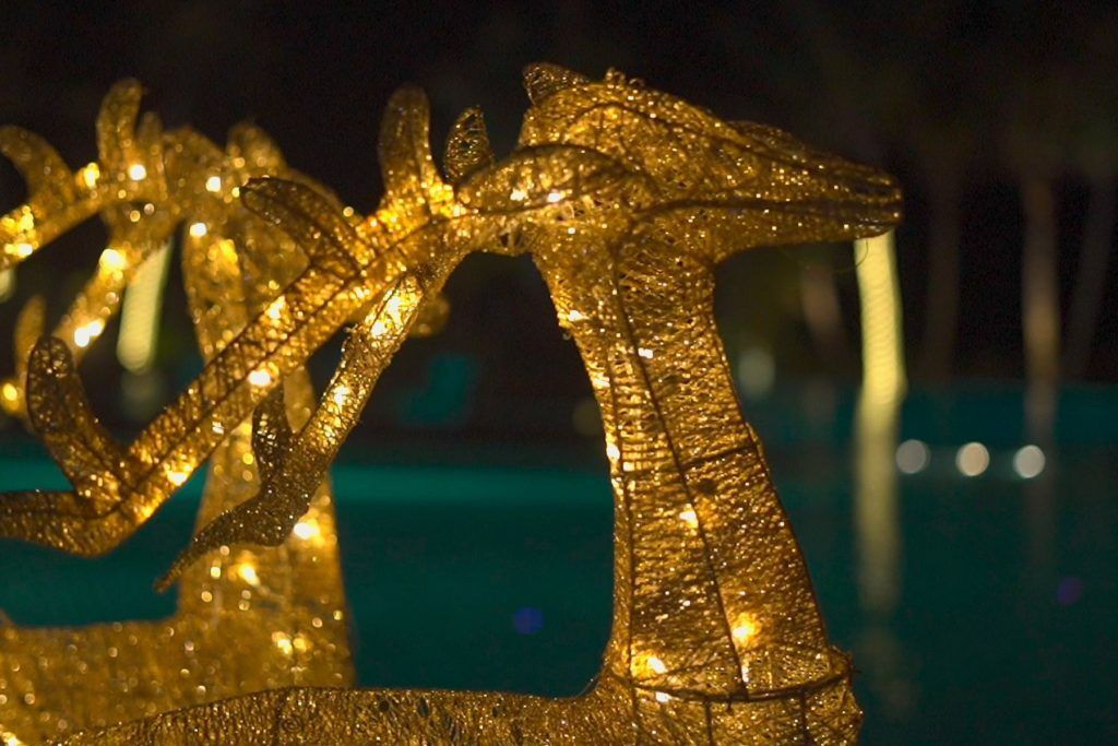 A sparkling Christmas lighting ceremony