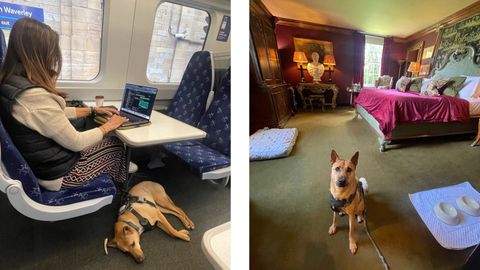 Is Scotland the Dog-Friendliest Luxury Vacation Destination?
