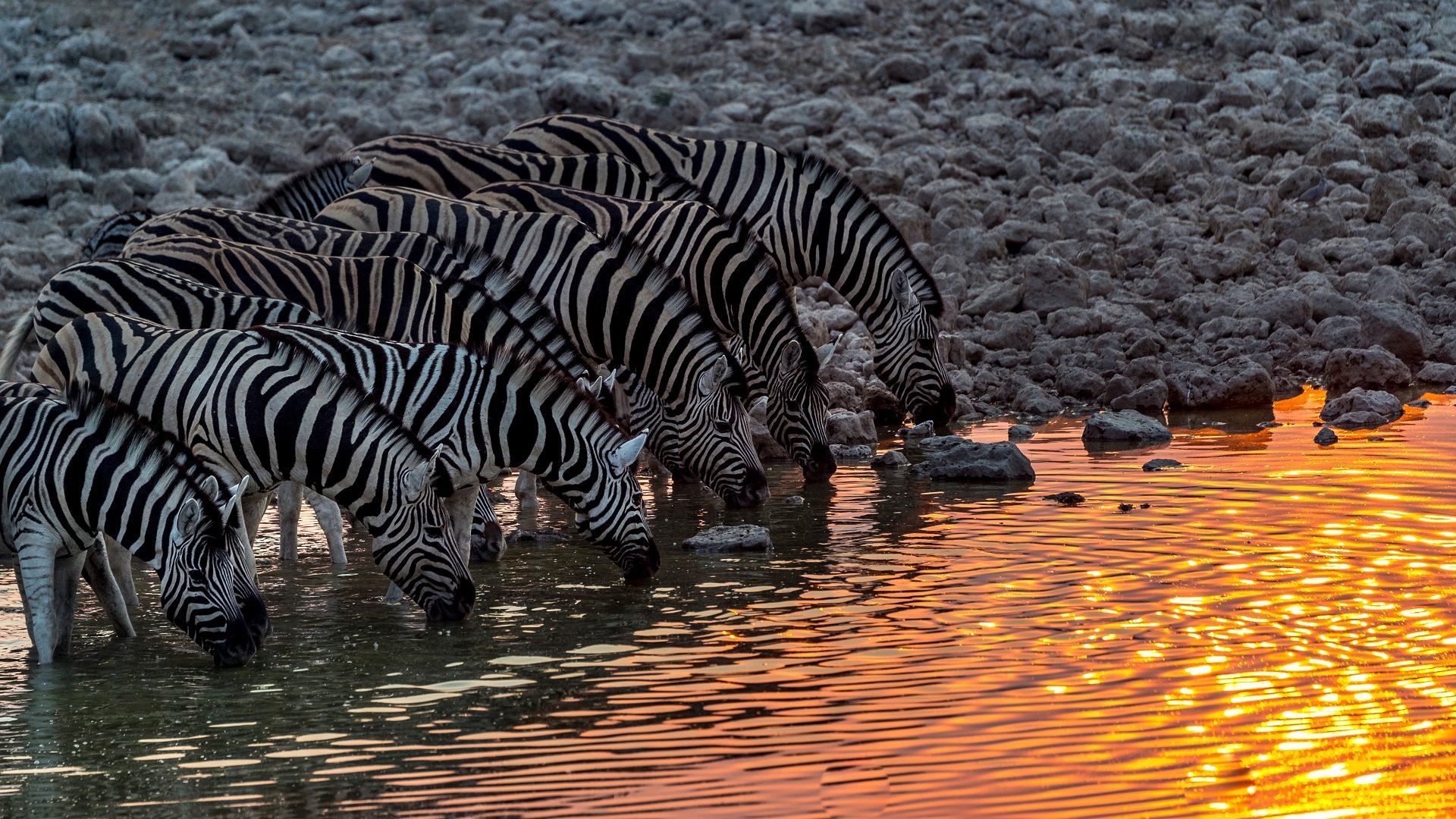Wildlife Safari in Africa