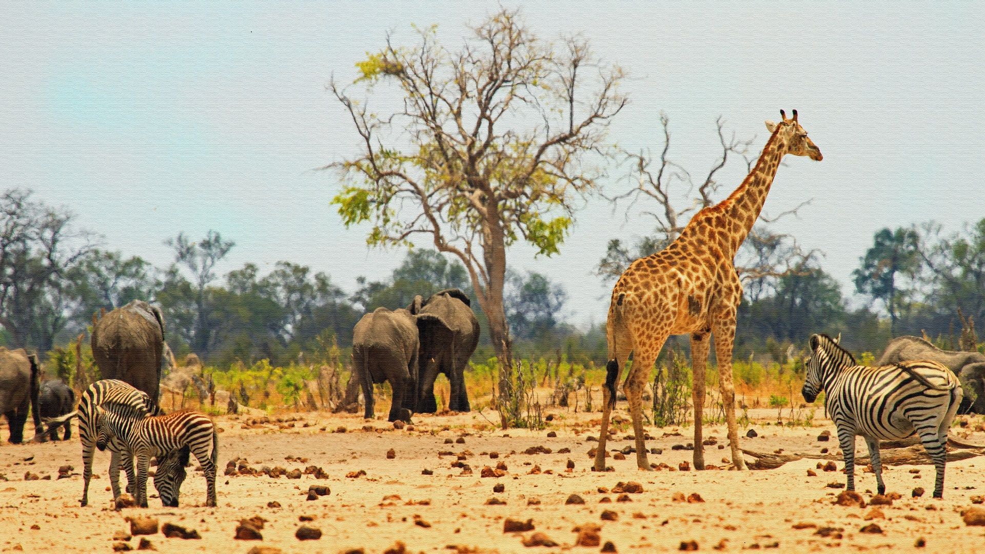 Wildlife Safari in Africa