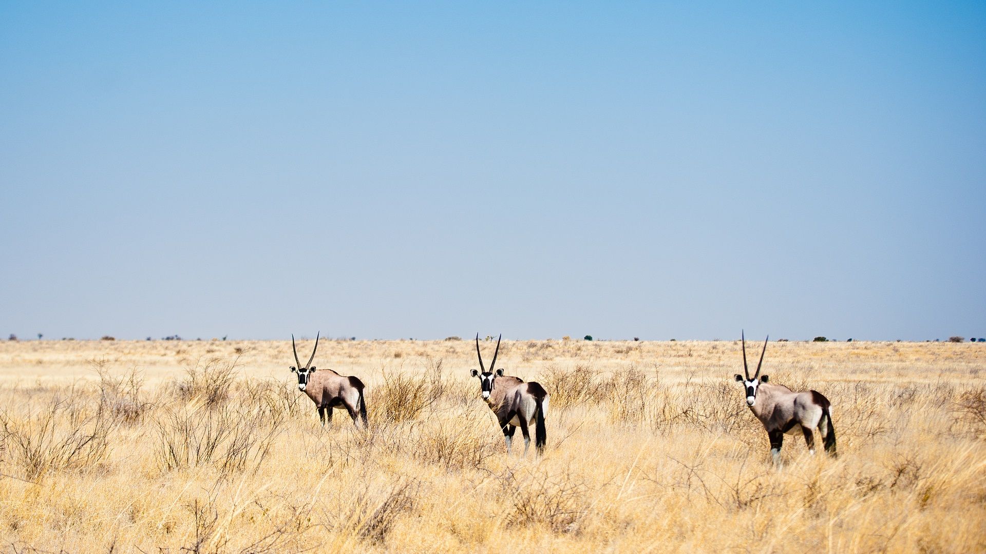 Wildlife Safari in Africa