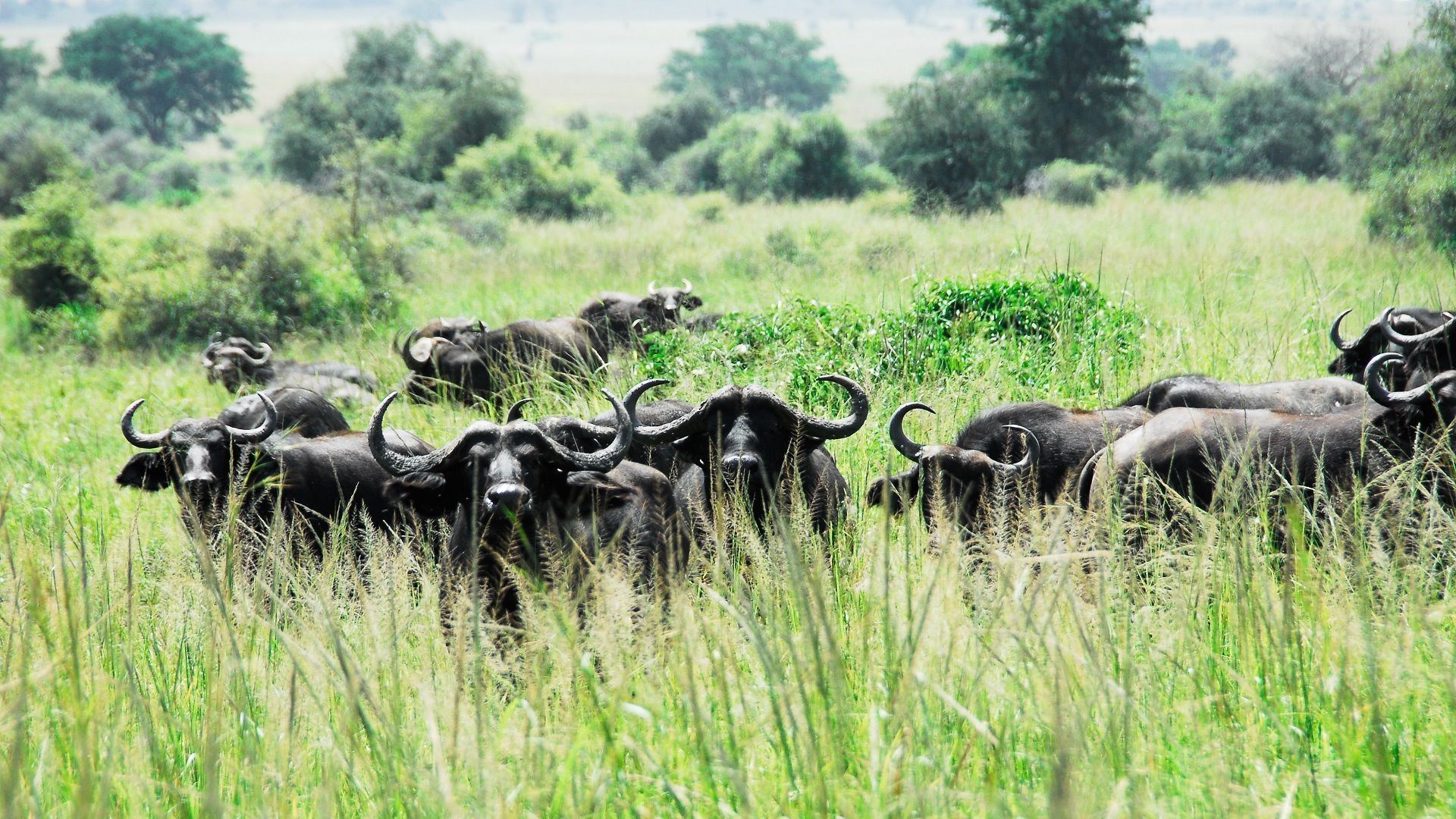 Kidepo Valley National Park