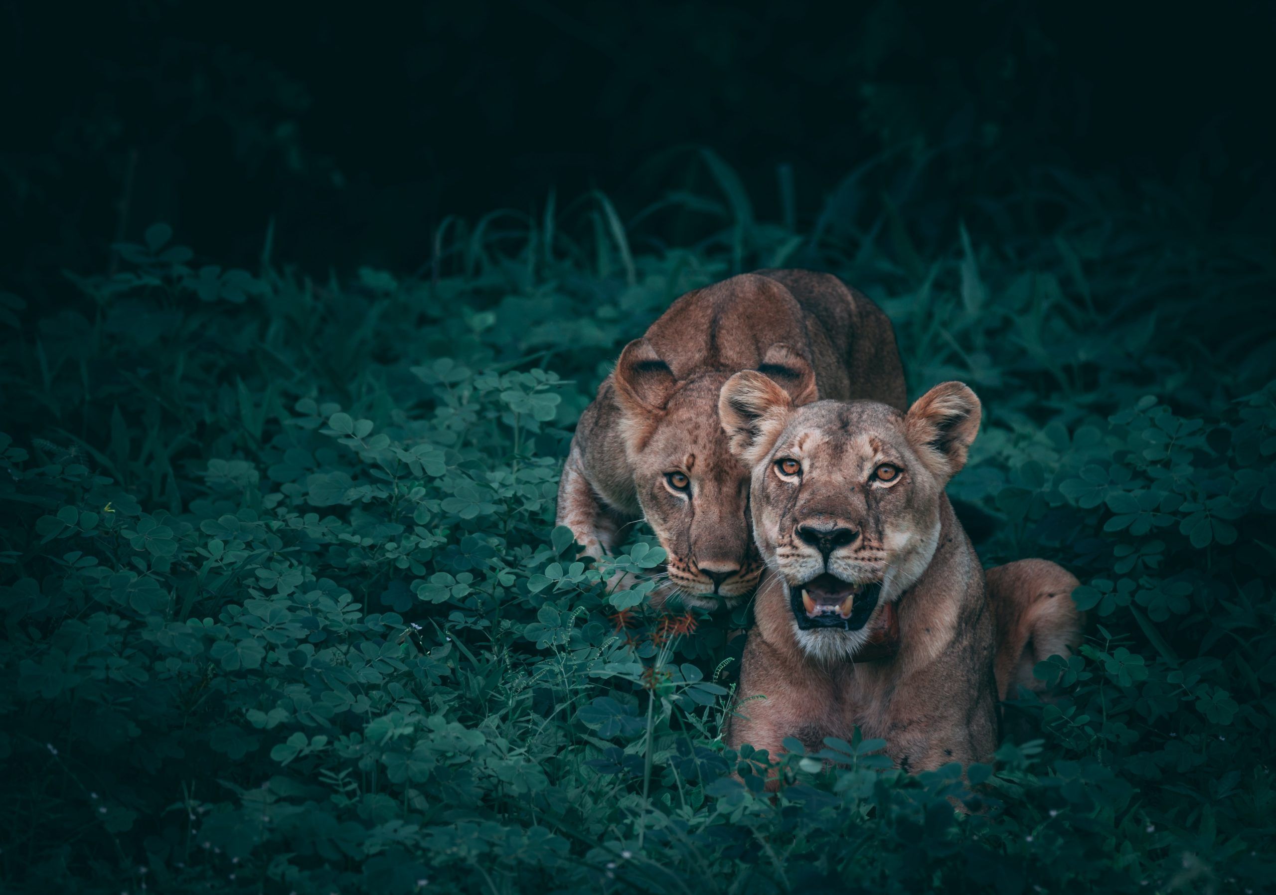 botswana