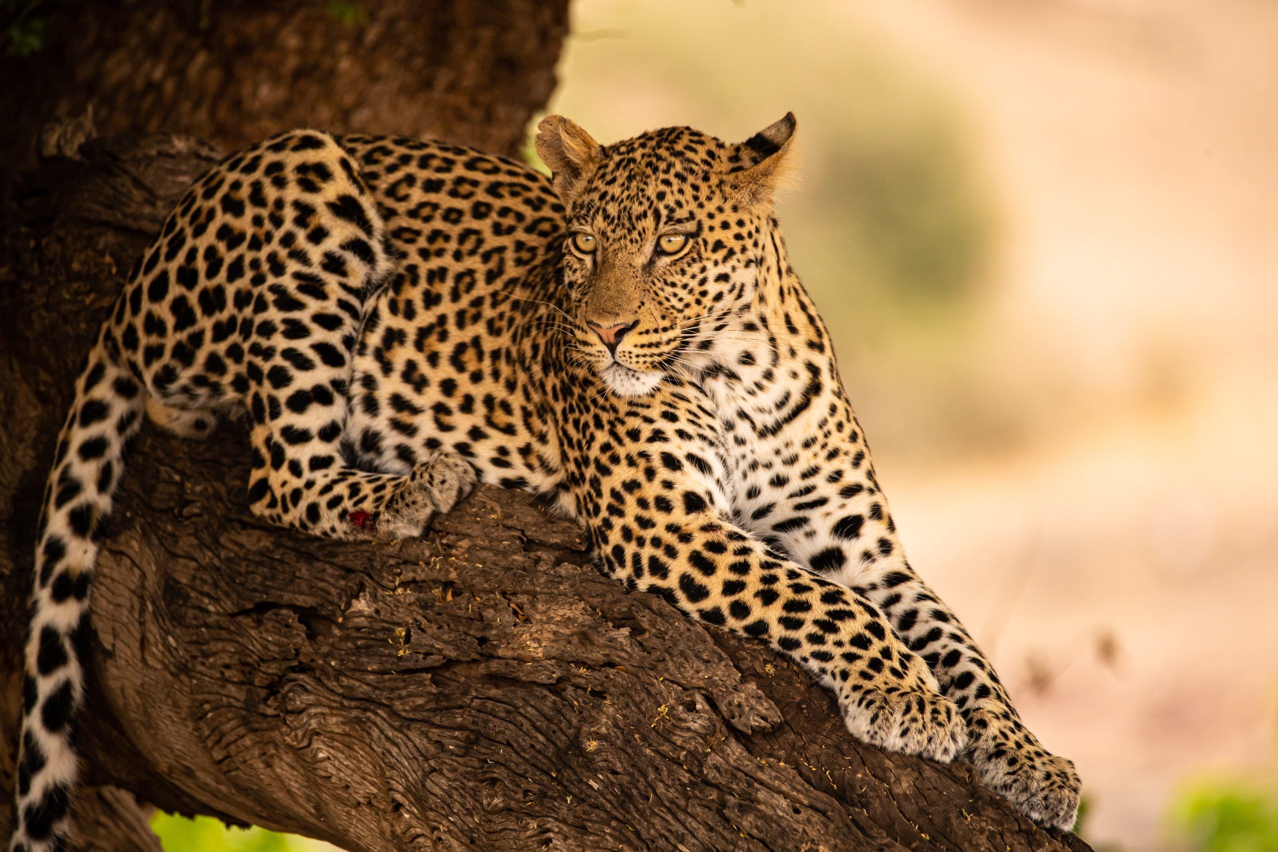 botswana
