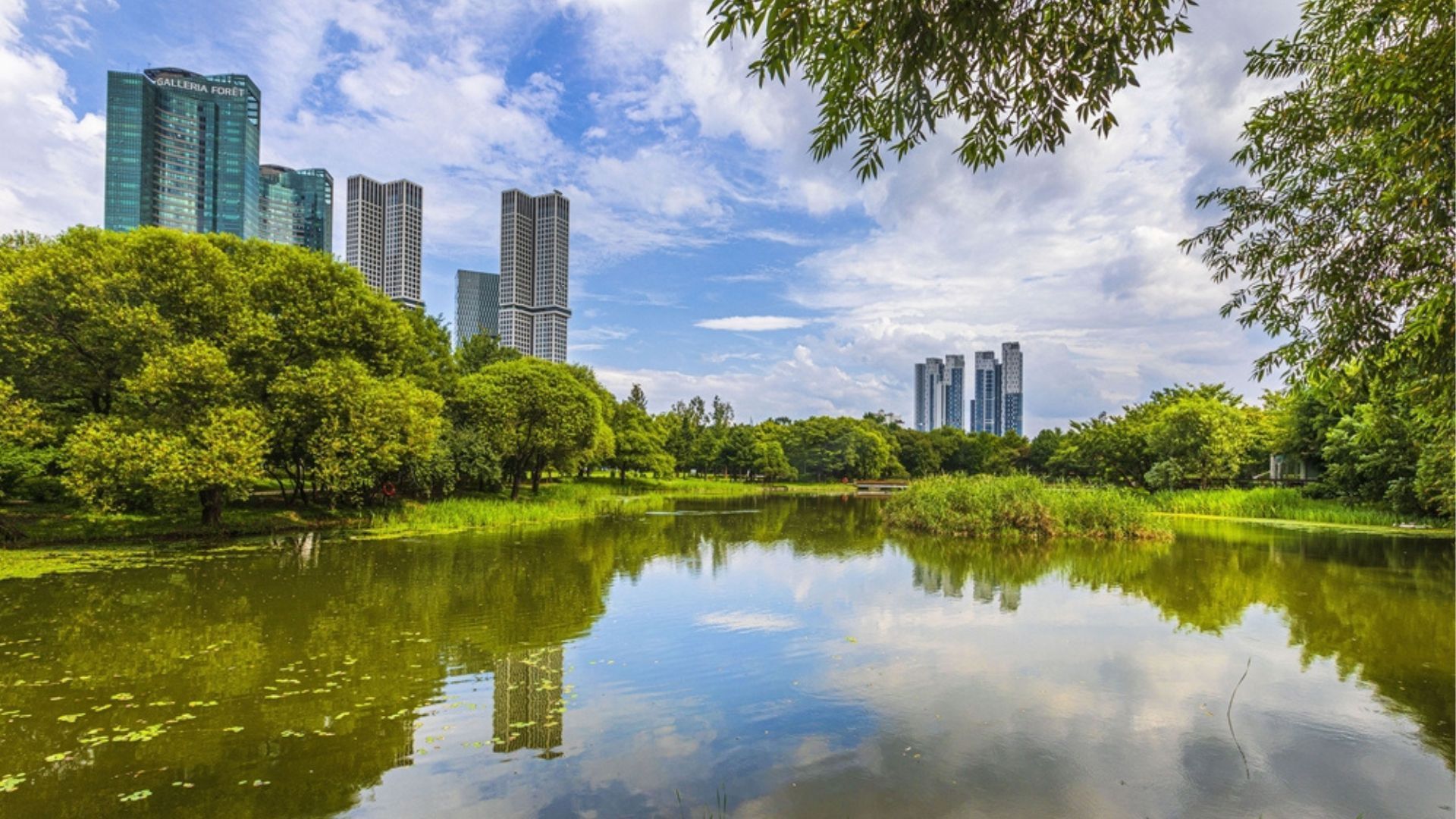 Seoul forest