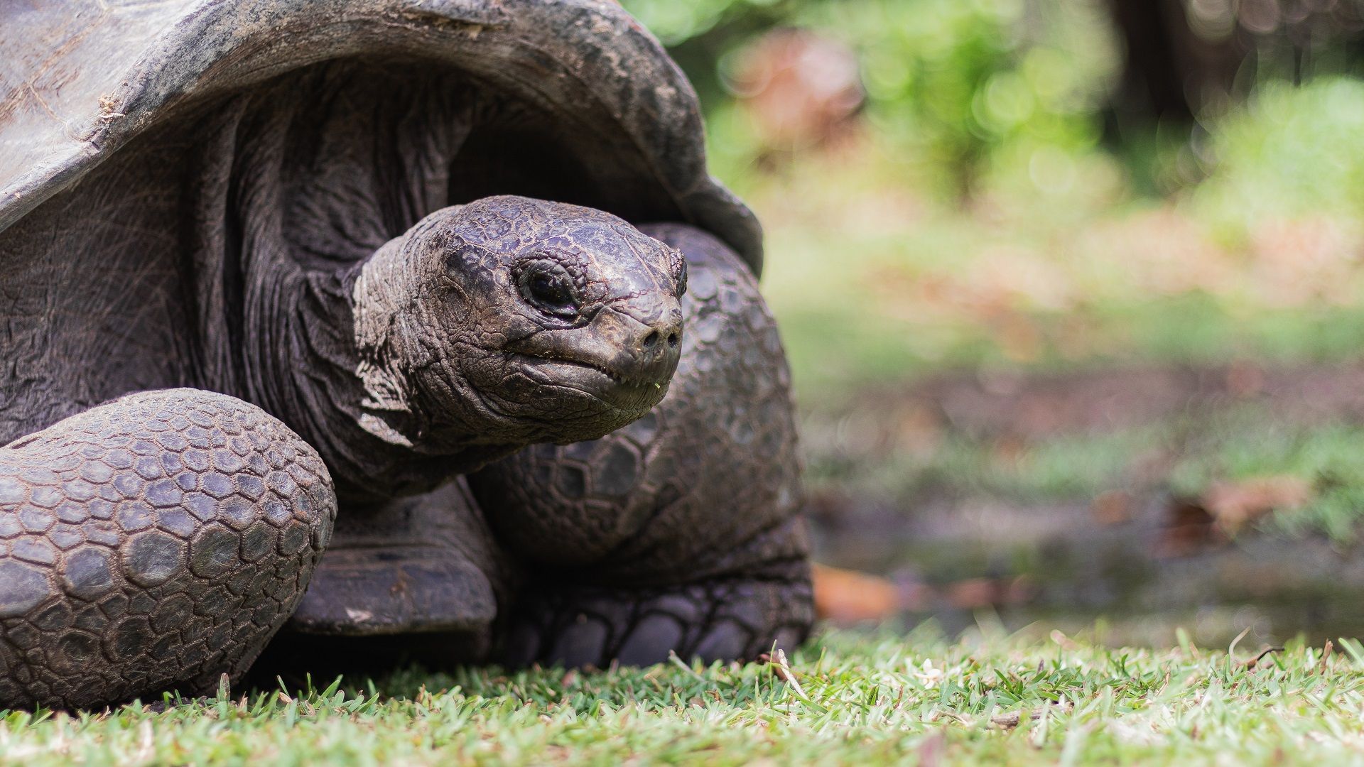 Turtles