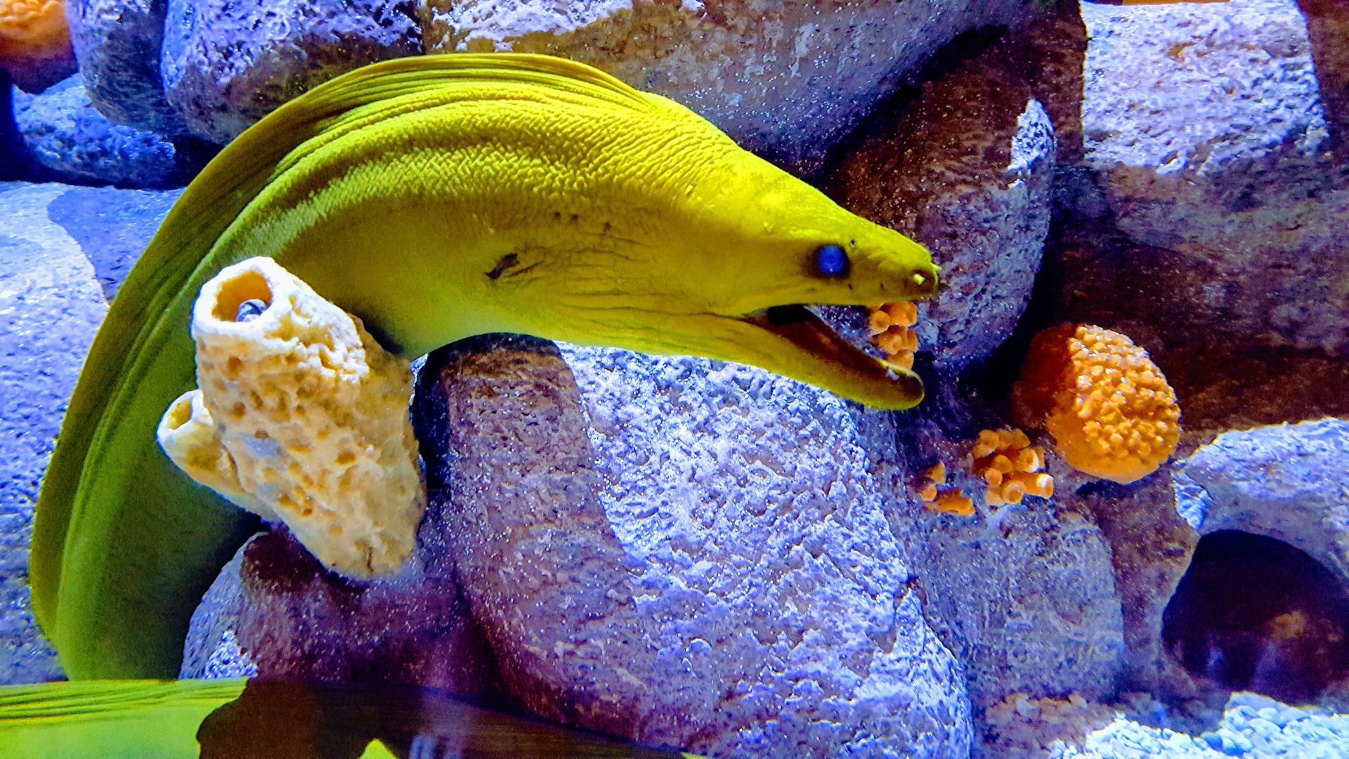 moray eel