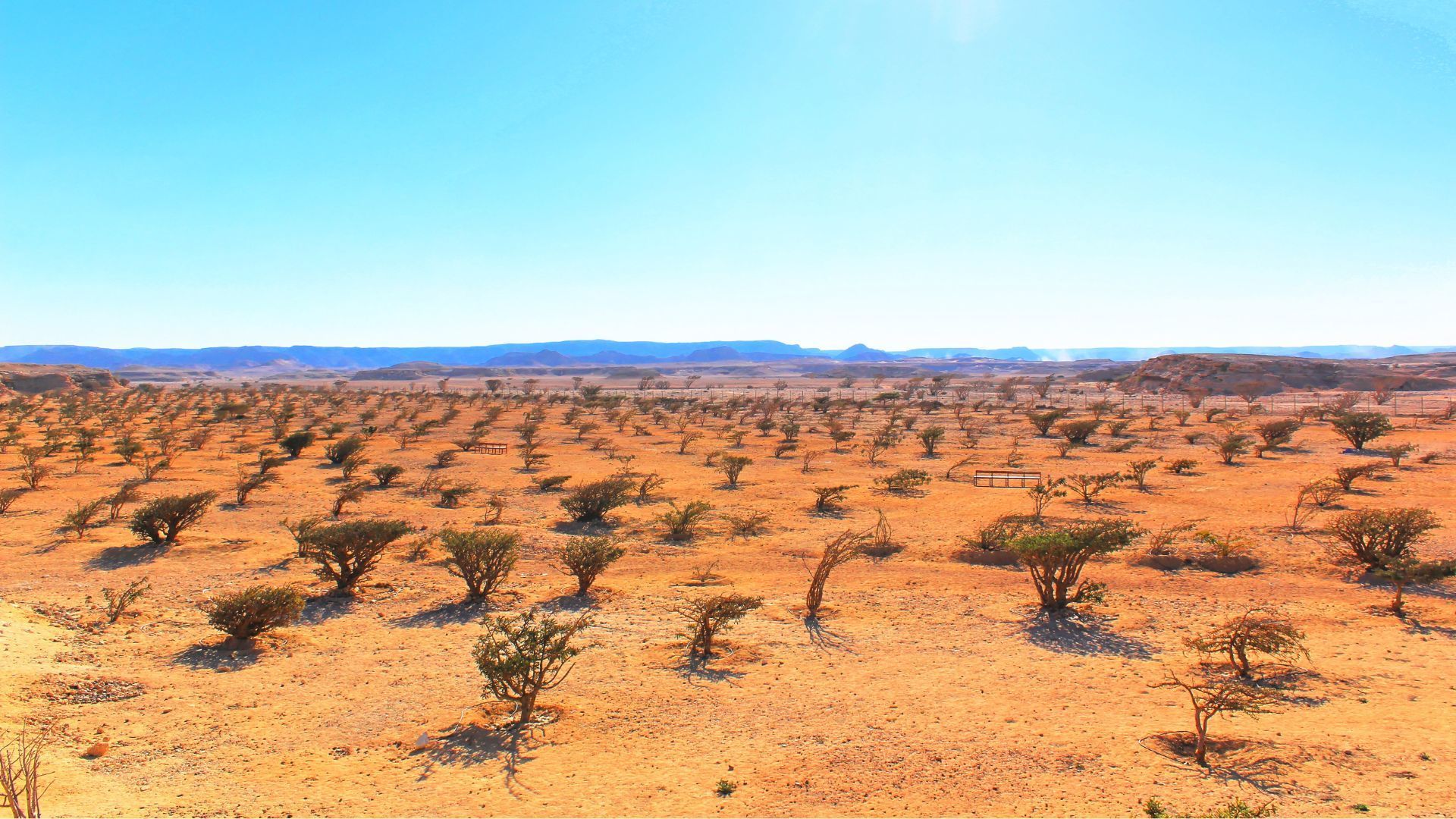 Land of Frankincense