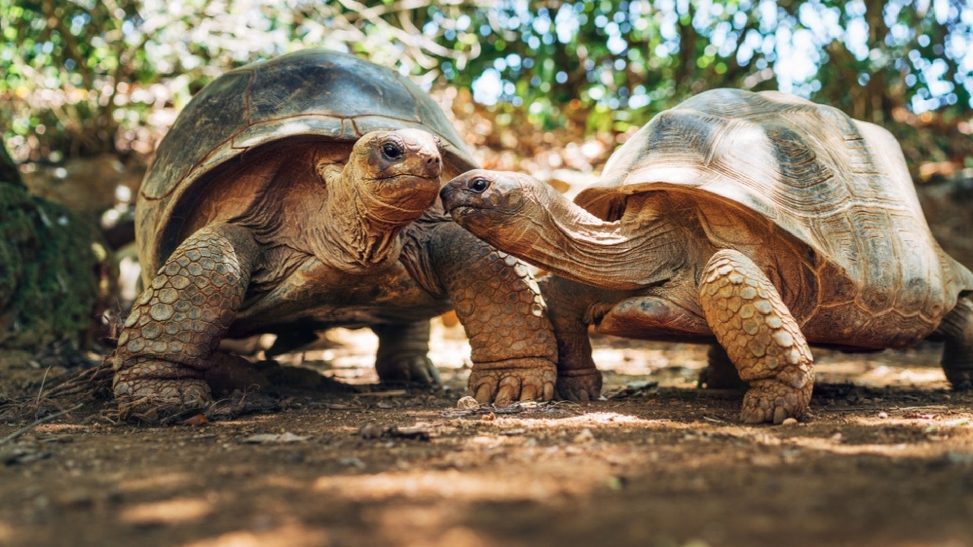wildlife in Mauritius