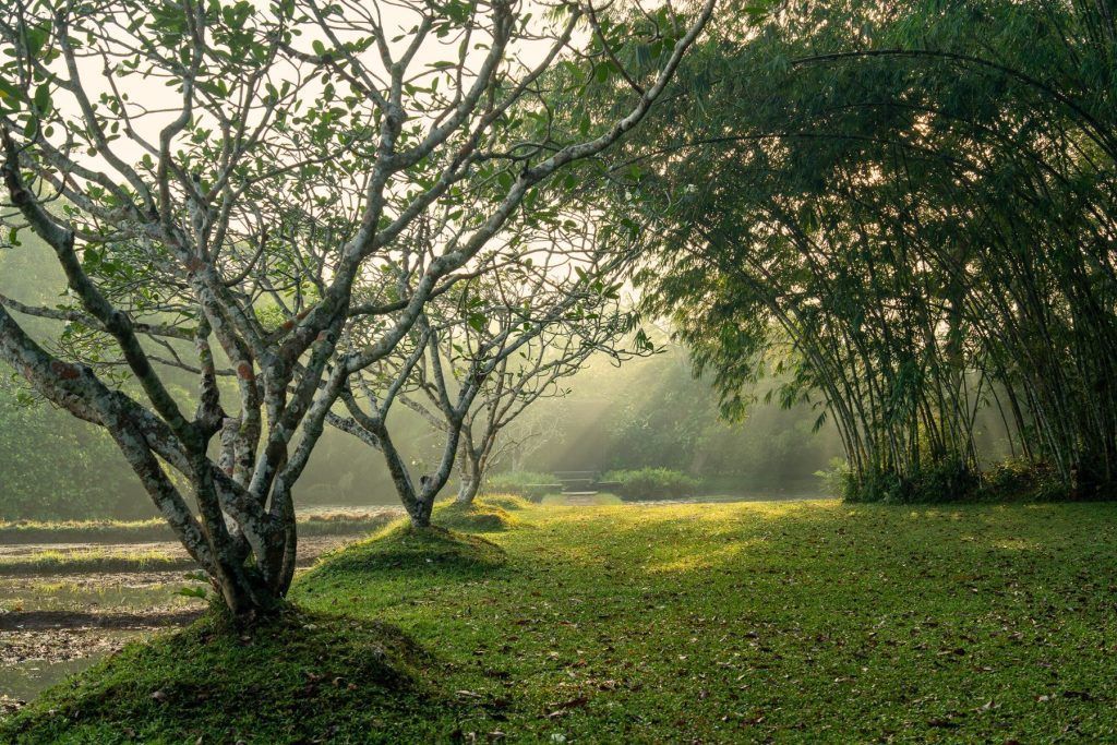 Lunuganga's Garden