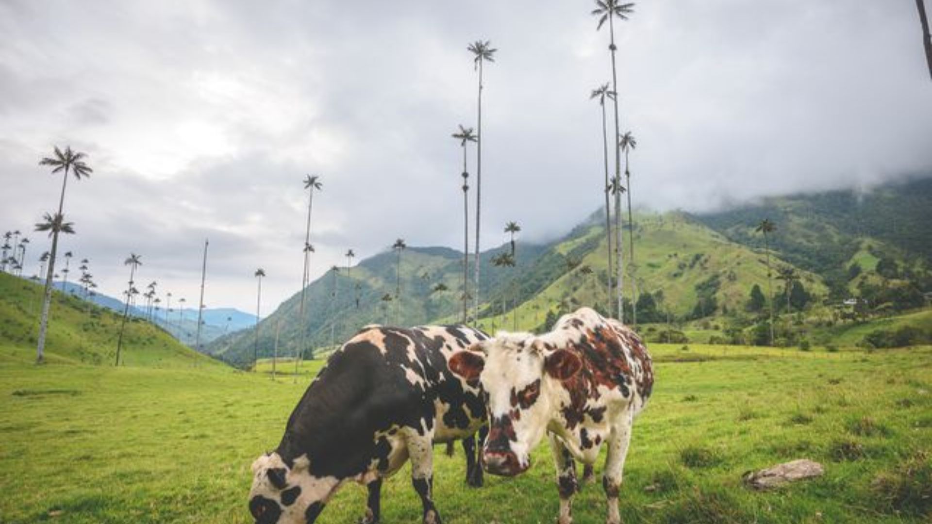 cow grazing