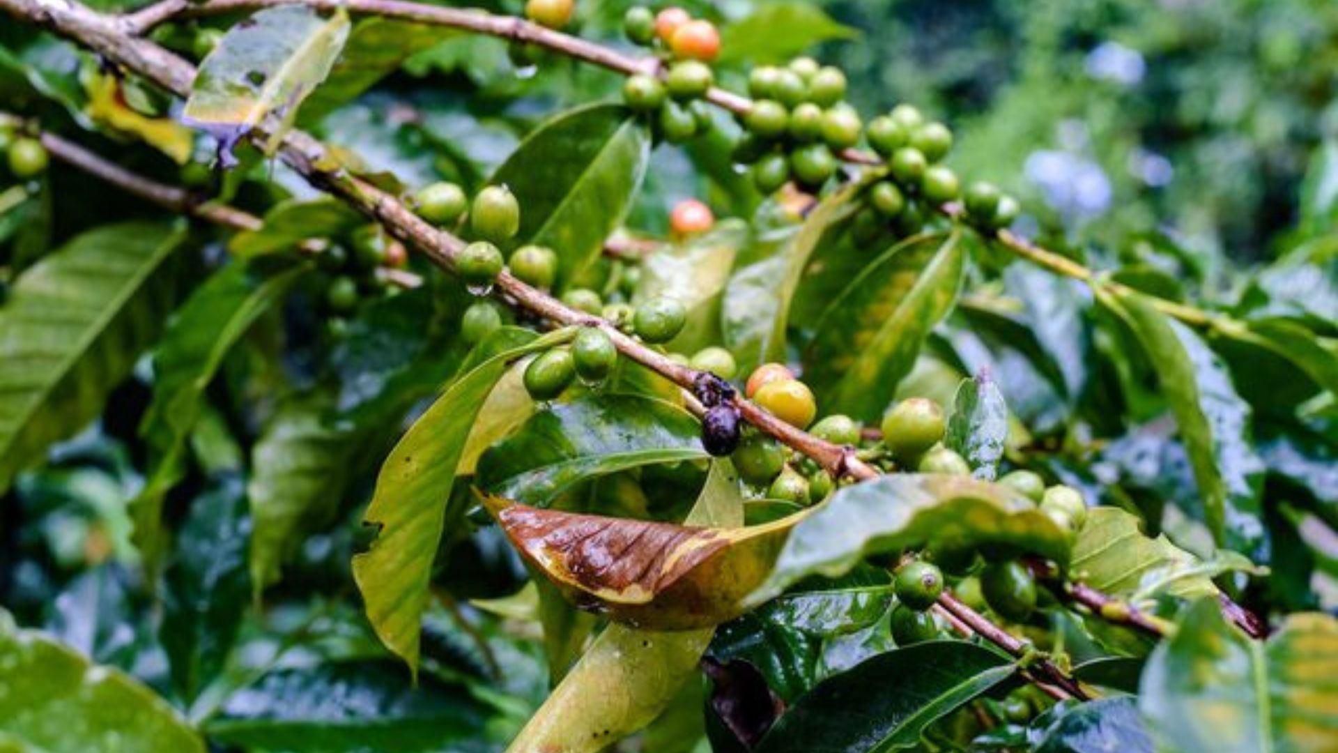 coffee farm