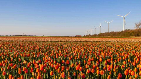 How To See Tulips In The Netherlands By Train