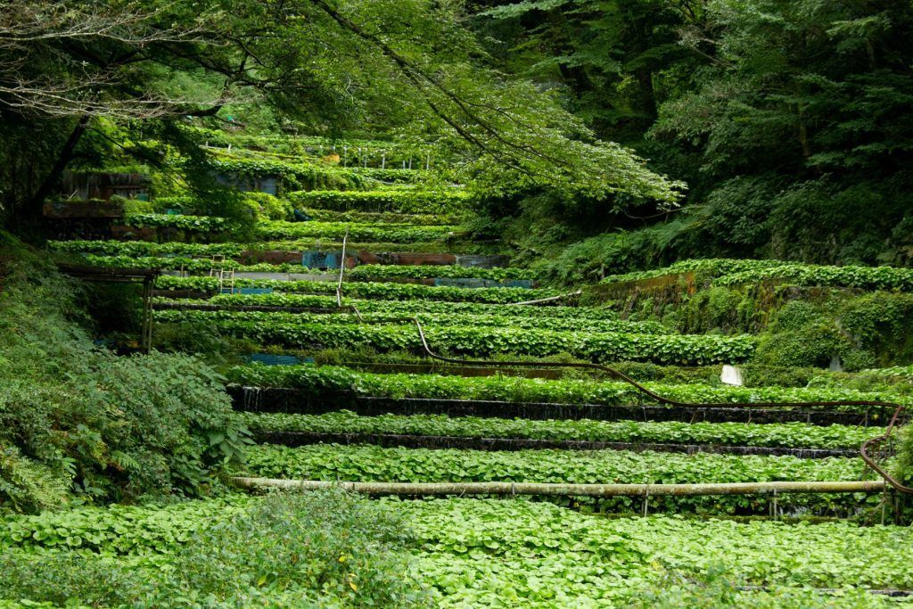 Fresh and organic Wasabi in Idakaba, in the Izu Peninsula, Japan.