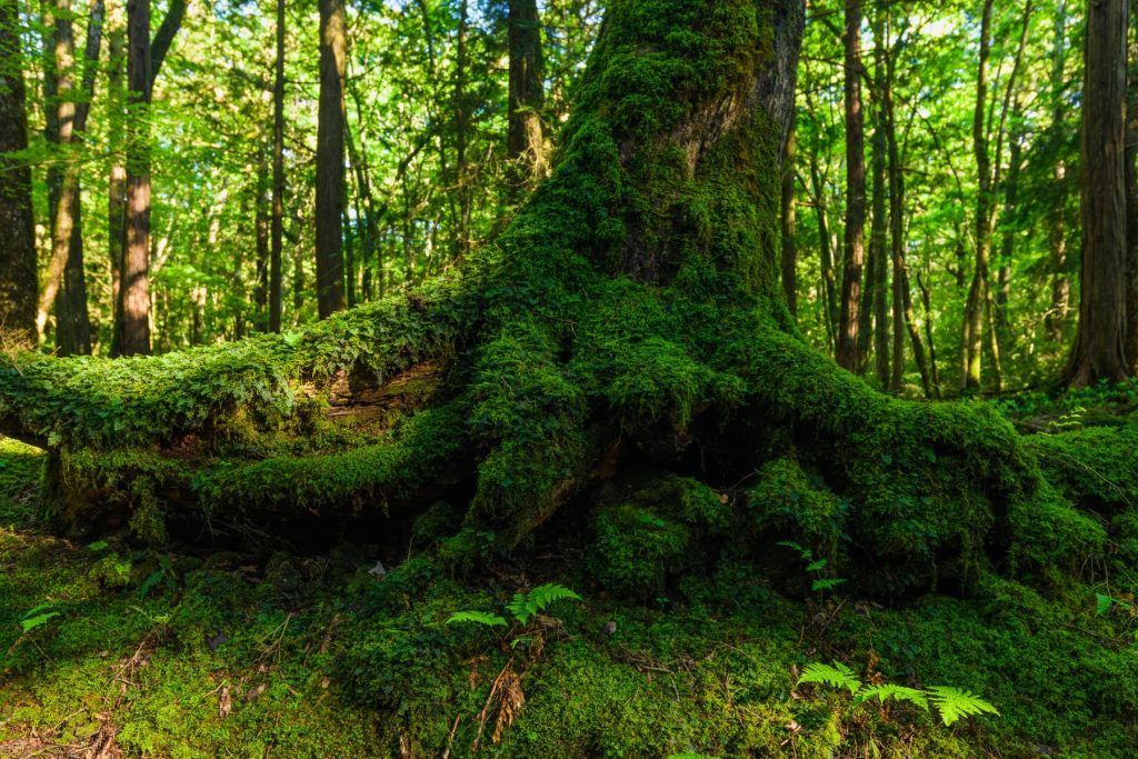 Aokigahara forest