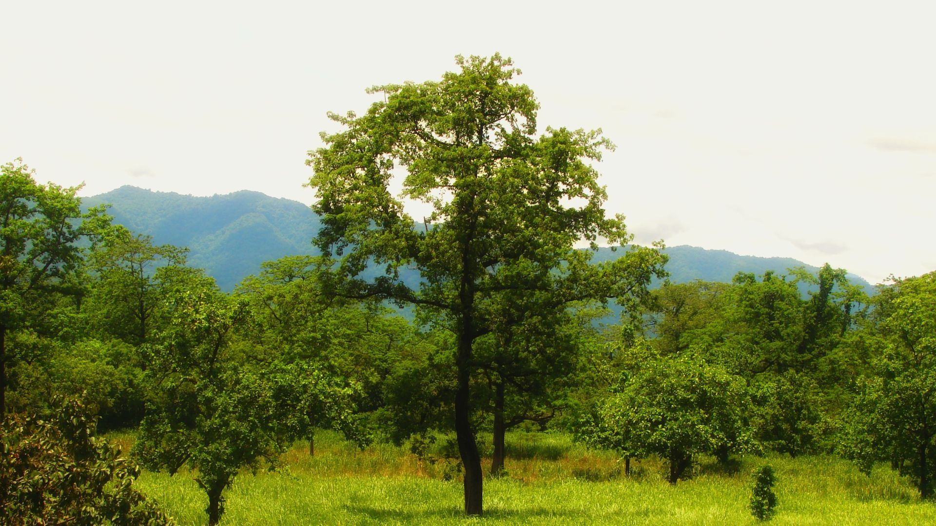 Manas National Park