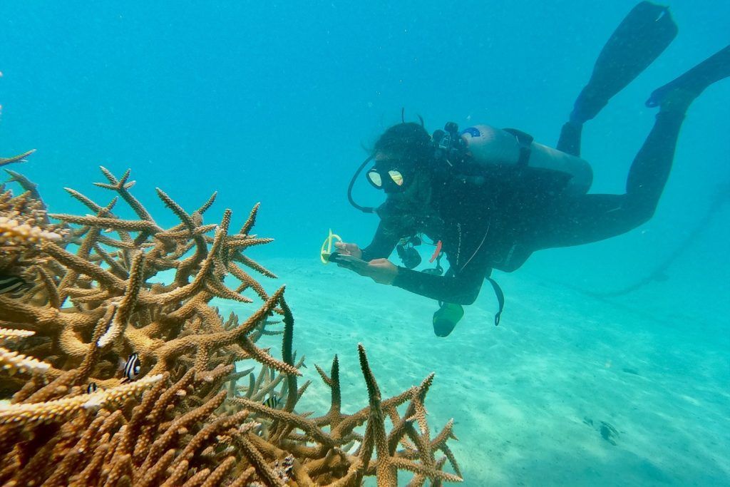 Andreia checking on conditional of the coral frames