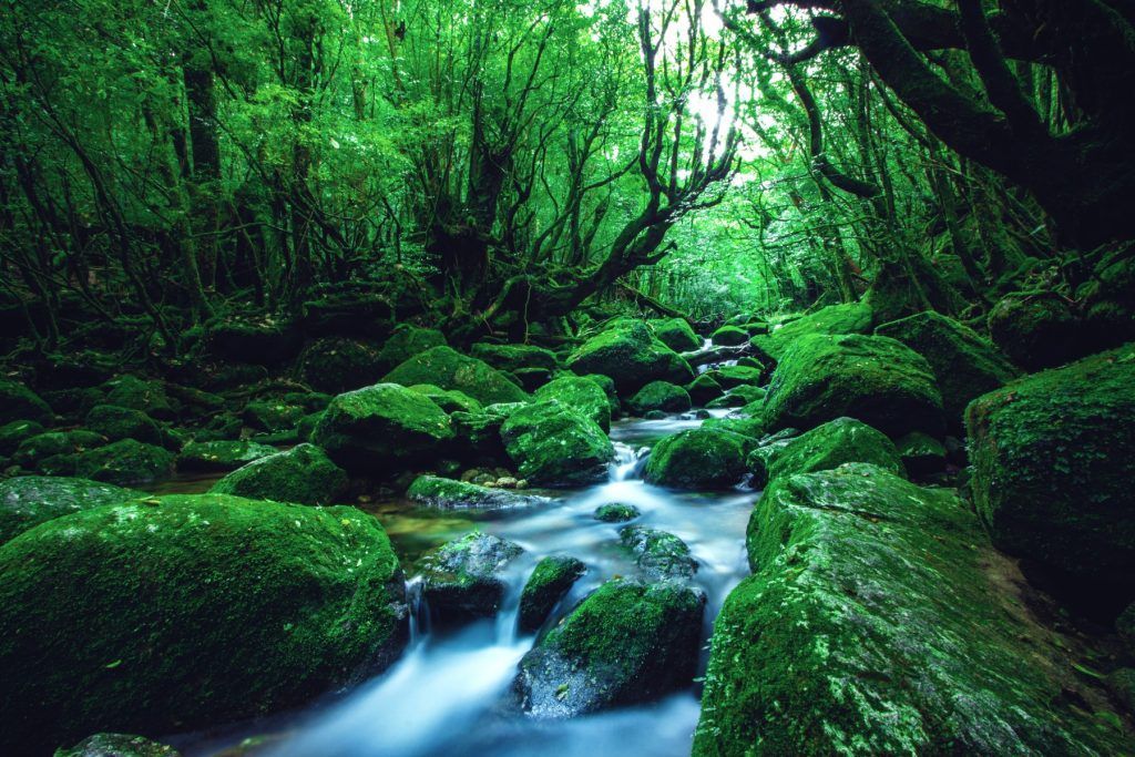 Yakushima, Kagoshima