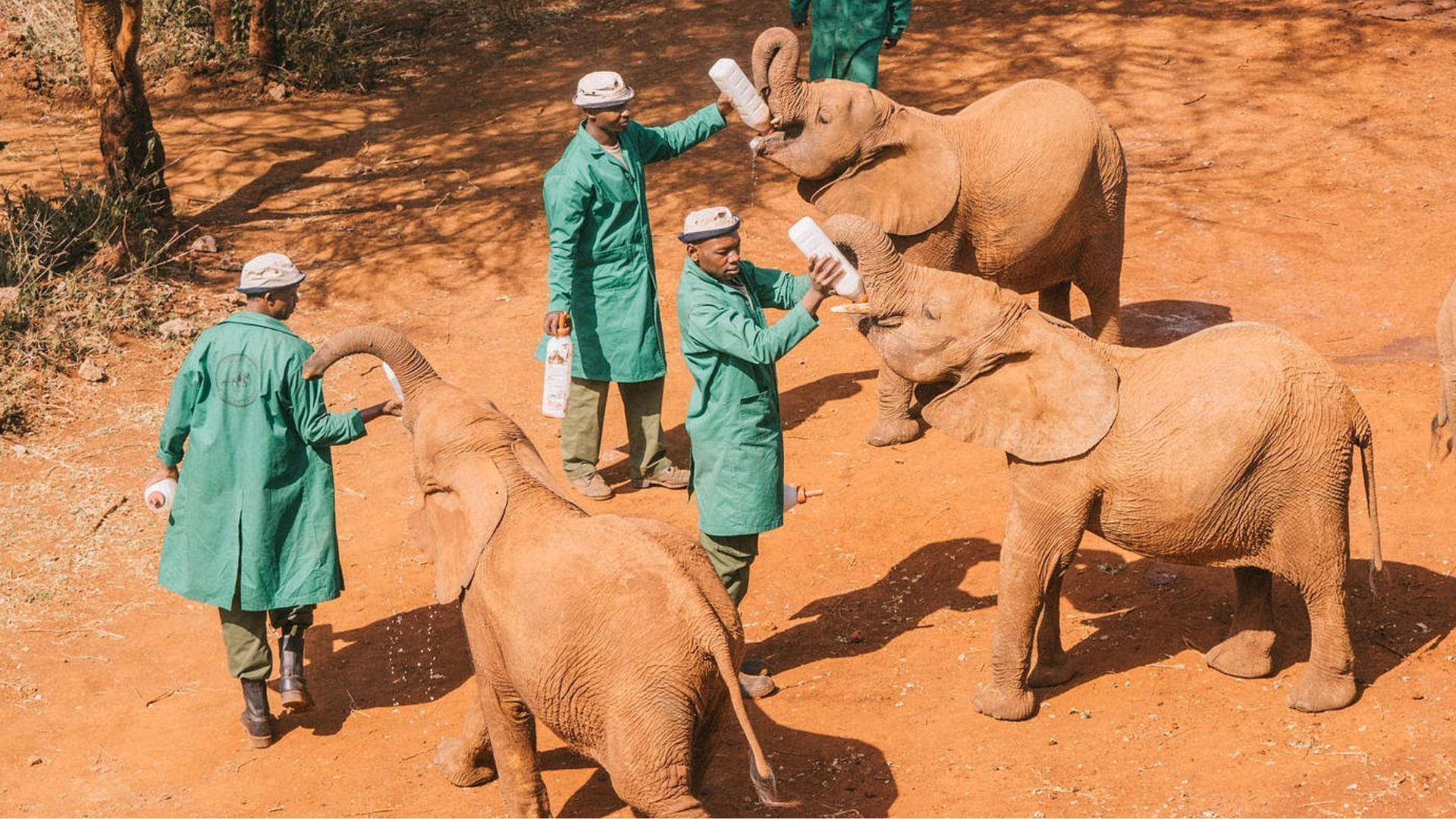 animal rescue centres