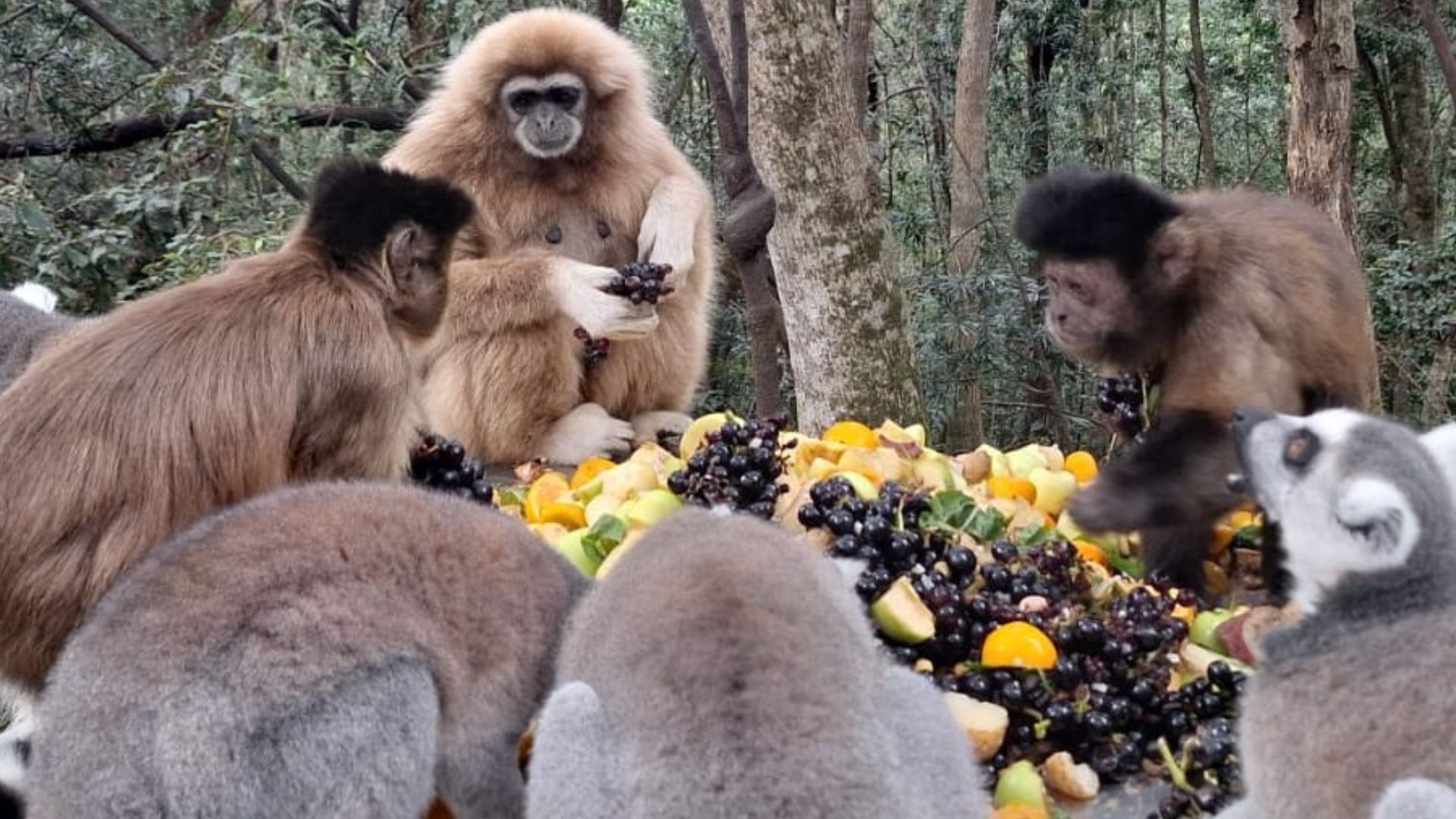 monkey rescue centre