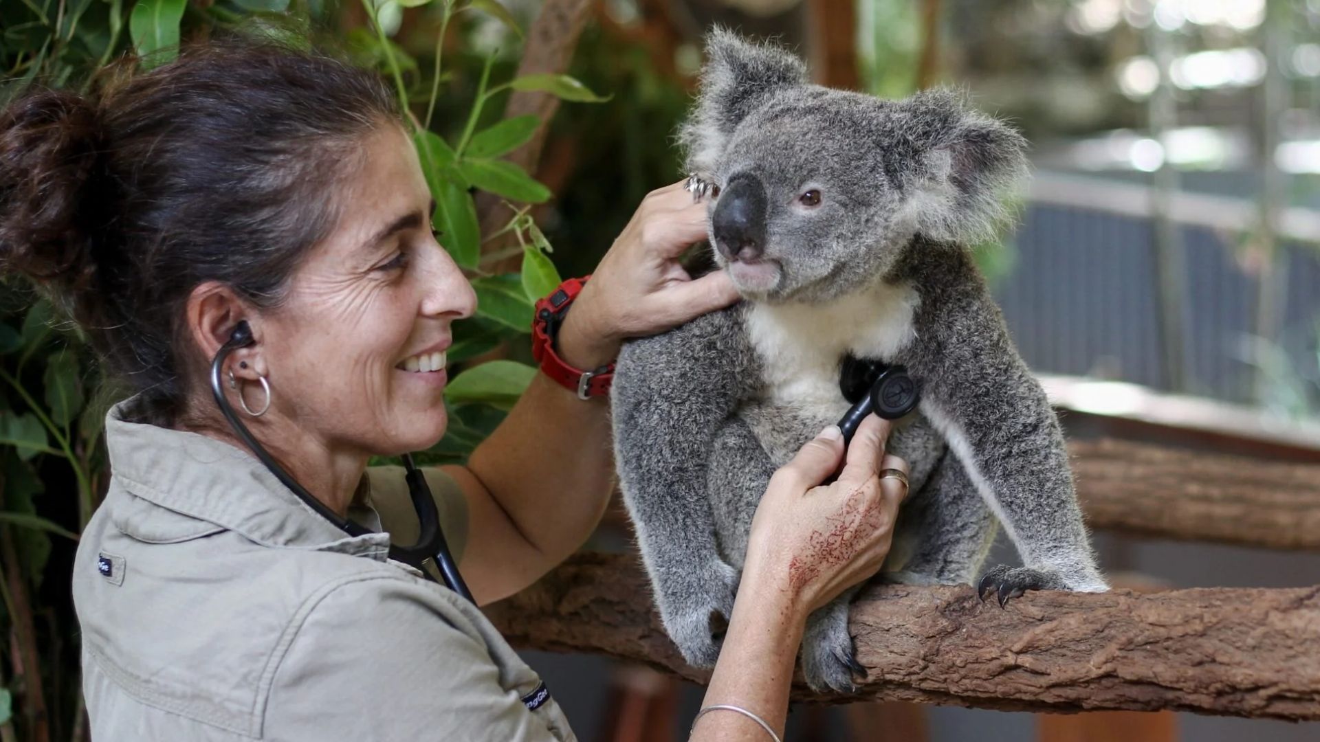 Lone Pine Koala Sanctuary