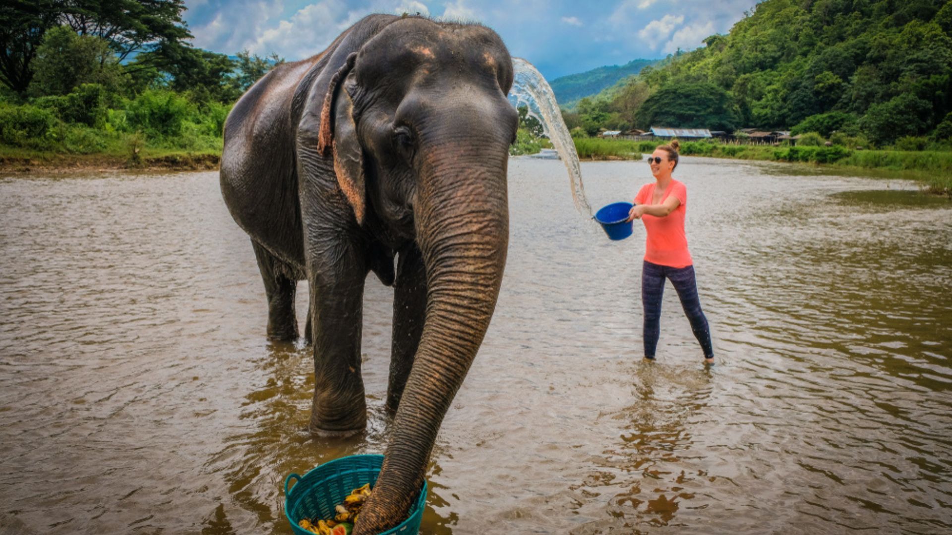 animal rescue centres