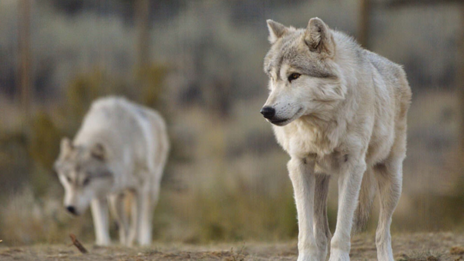 Wolf Haven International