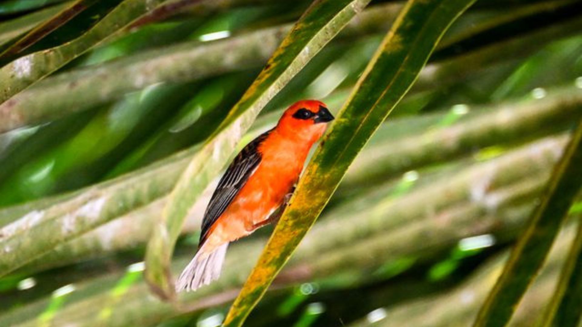 A red fody