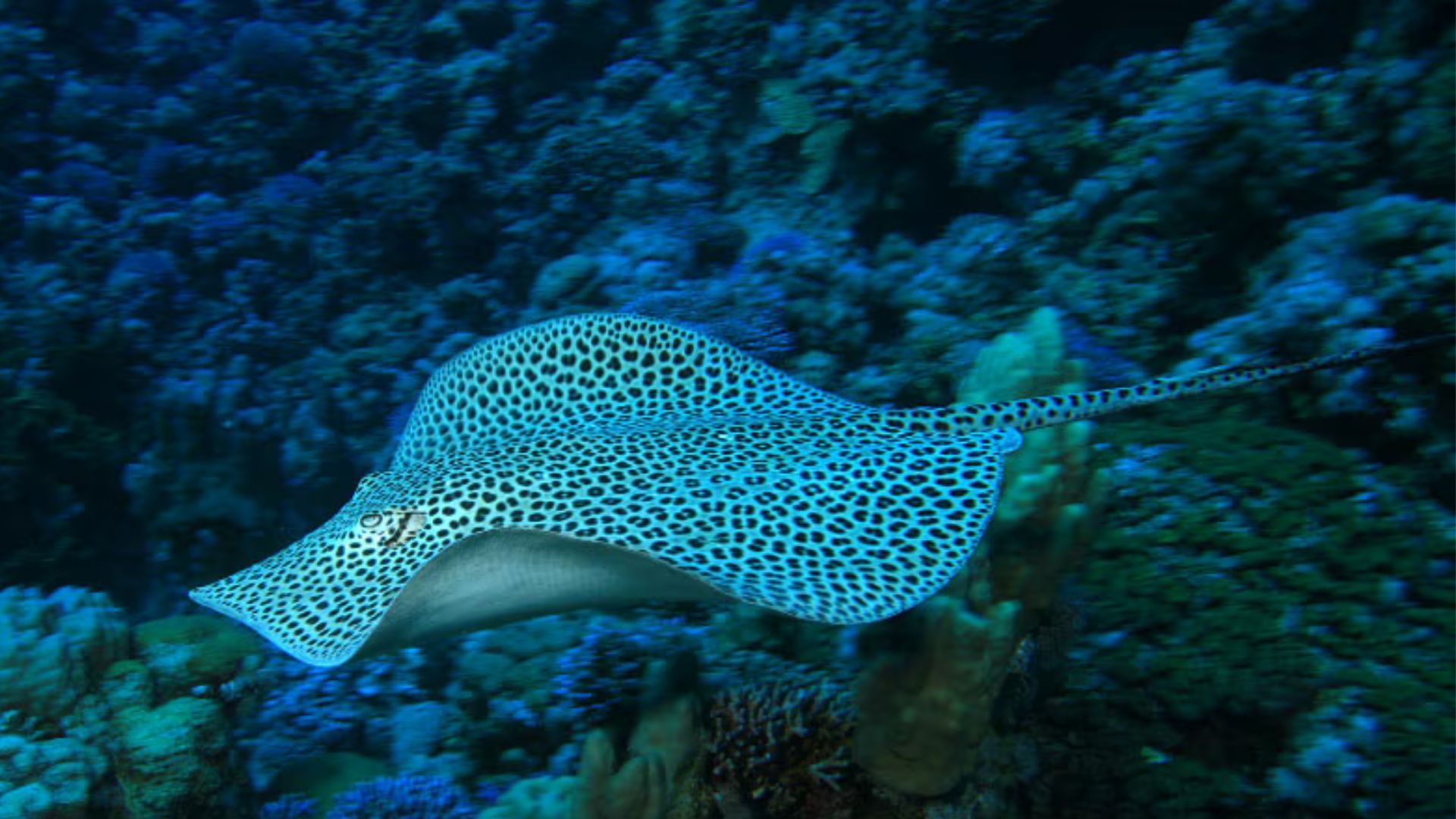seaworld abu dhabi