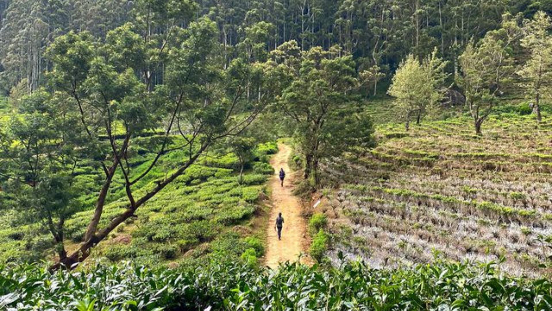 Pekoe Trail