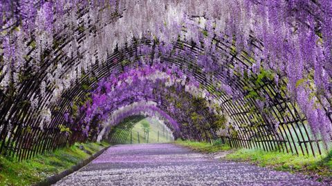 Join The Great Wisteria Festival 2024 At Japan's Ashikaga Flower Park