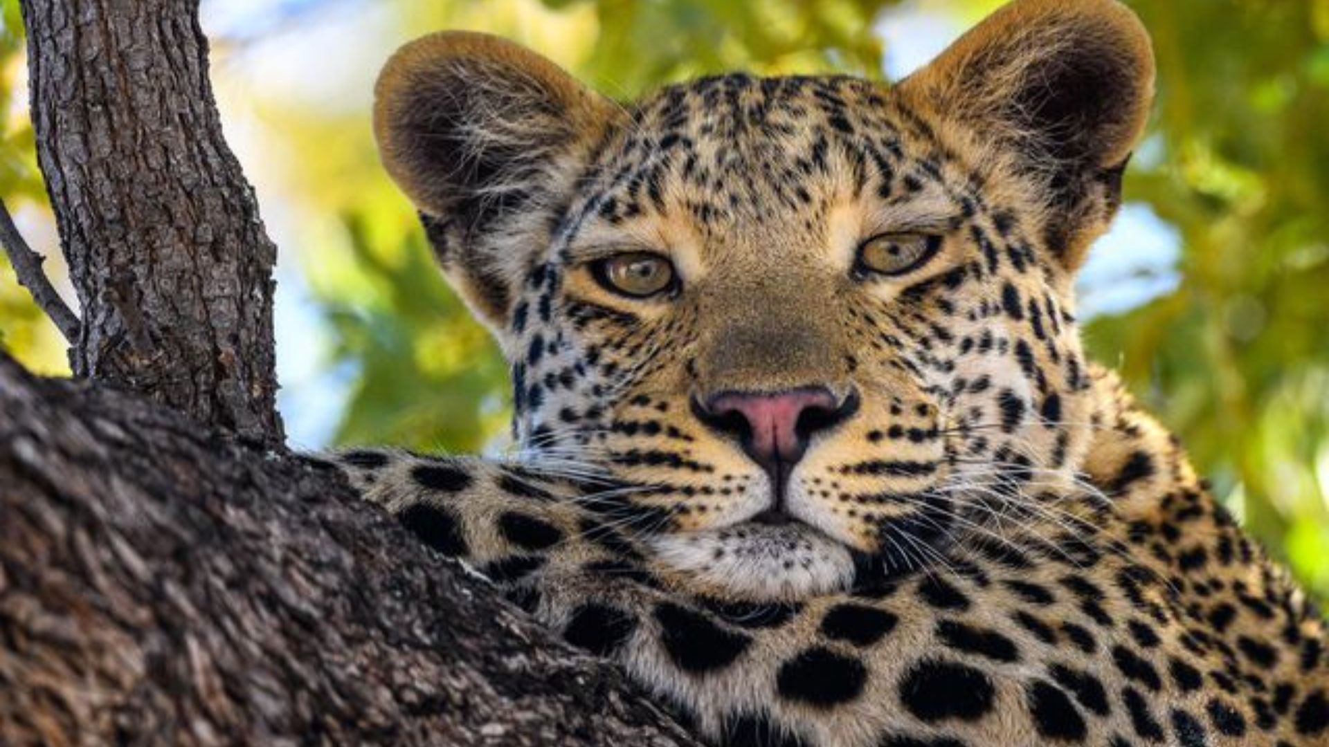 Leopard
