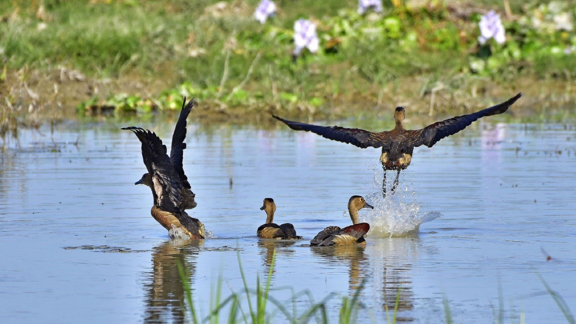 Kaziranga National Park