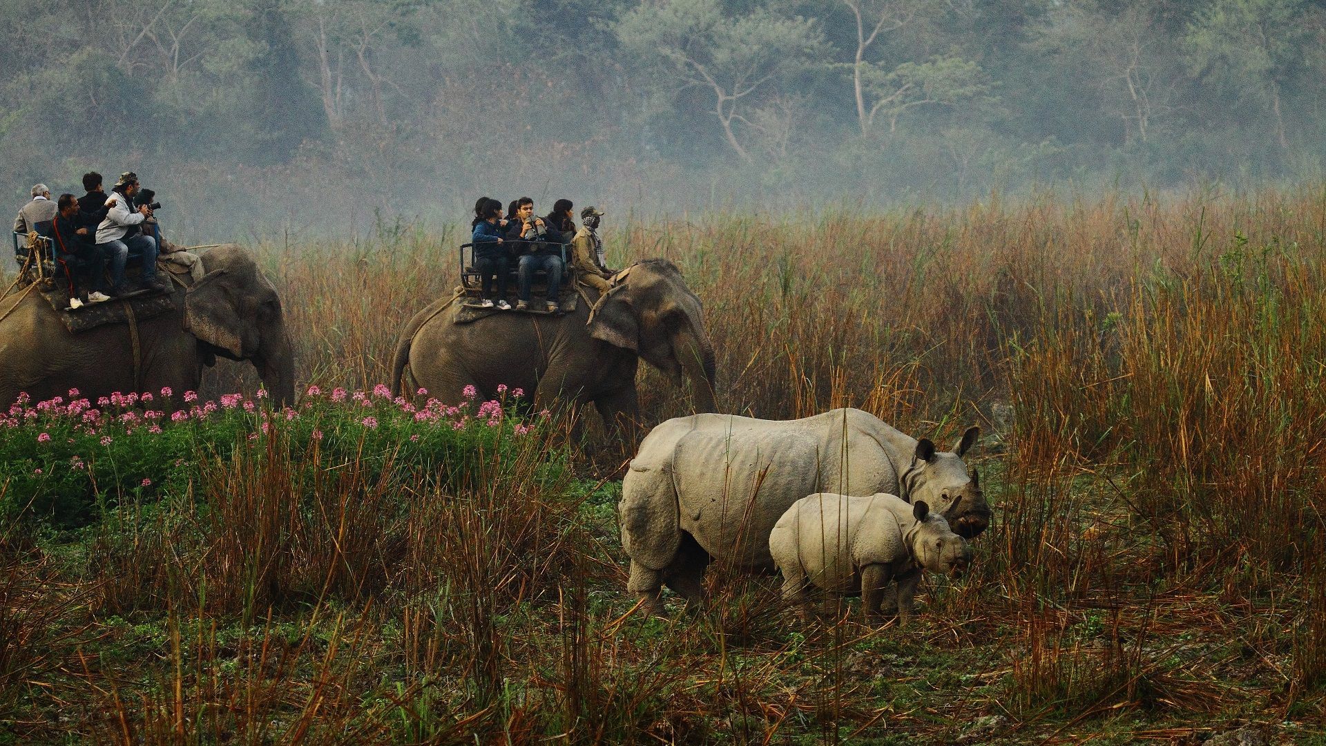 Best time to visit Kaziranga National Park