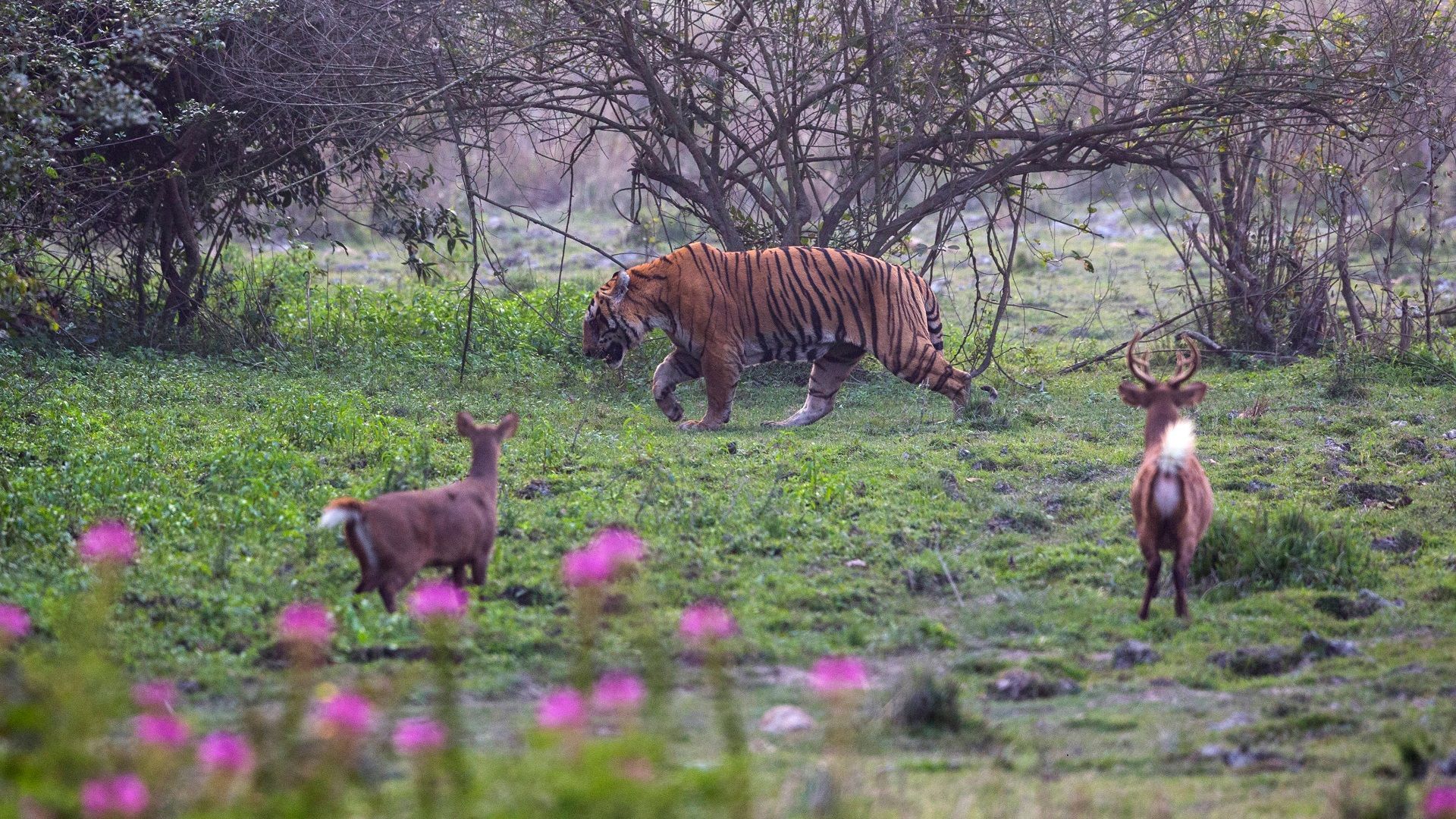 Royal Bengal Tiger