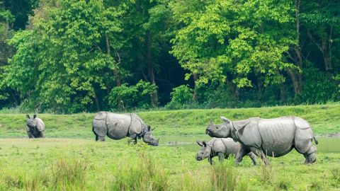 Kaziranga National Park: Decoding The Best Time To Visit India's Natural Wonder