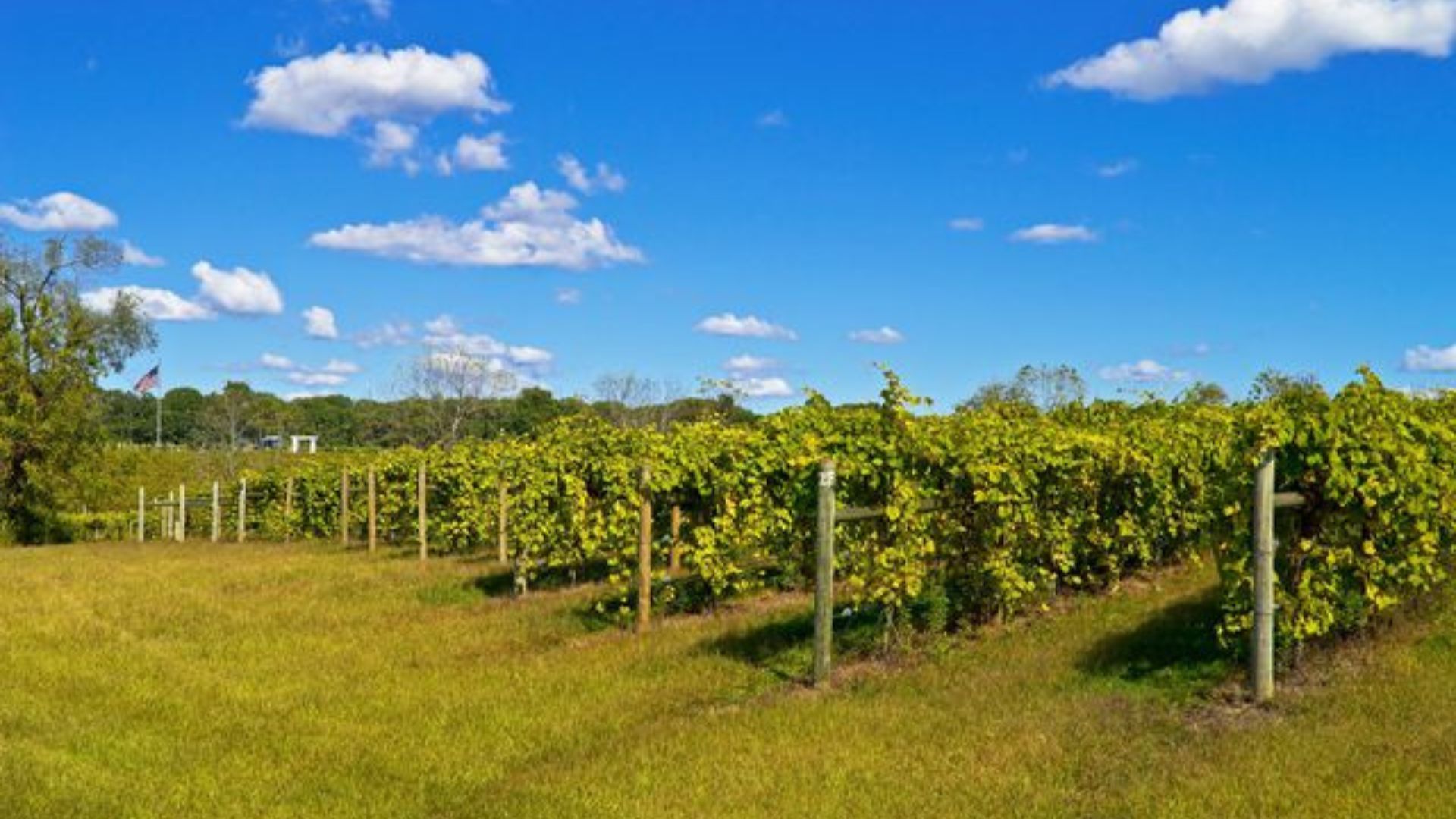 Beneduce Vineyards