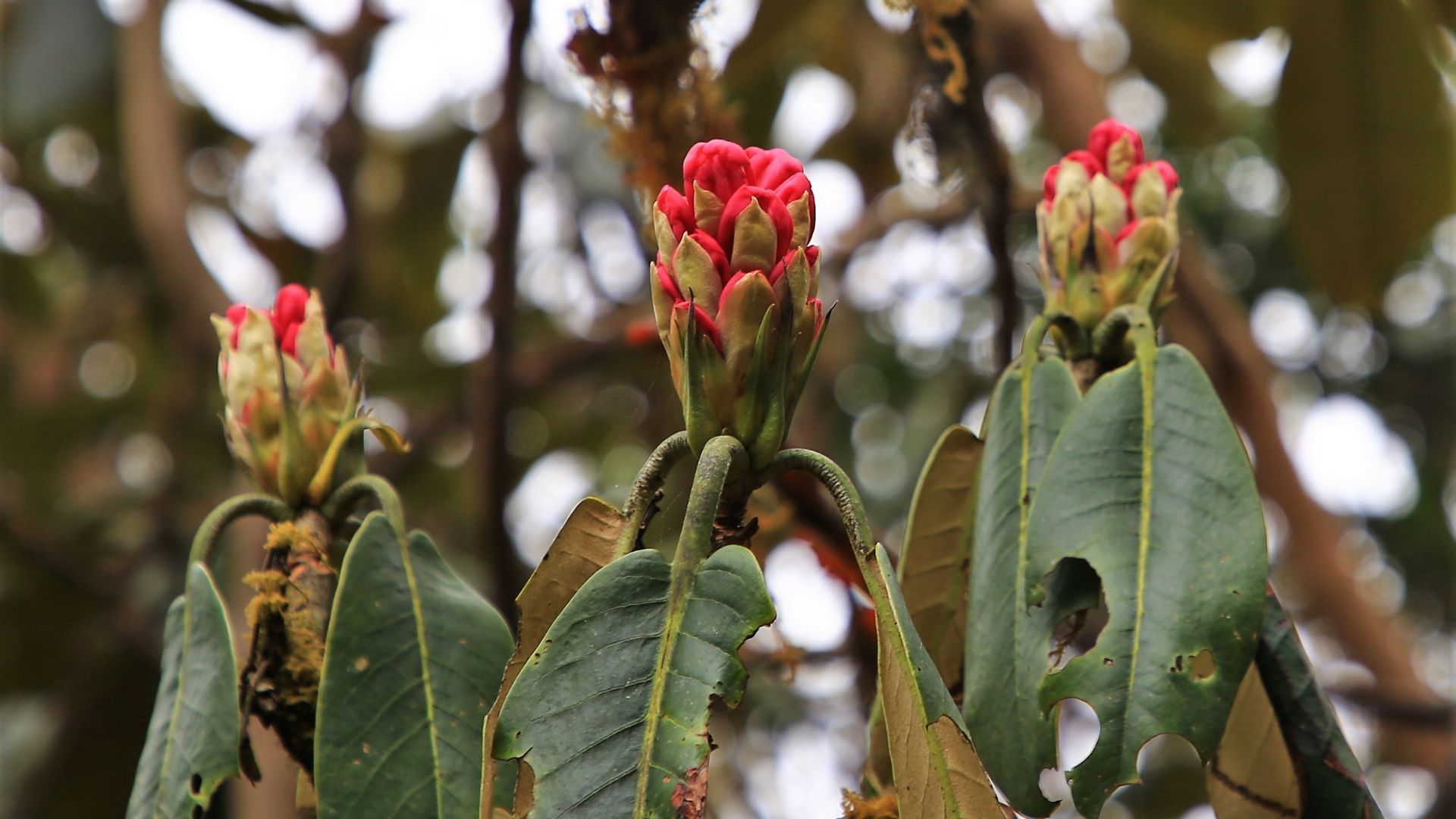 rhododendron treks