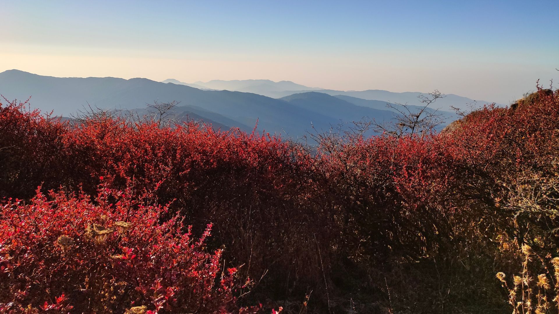 rhododendrons in nepal