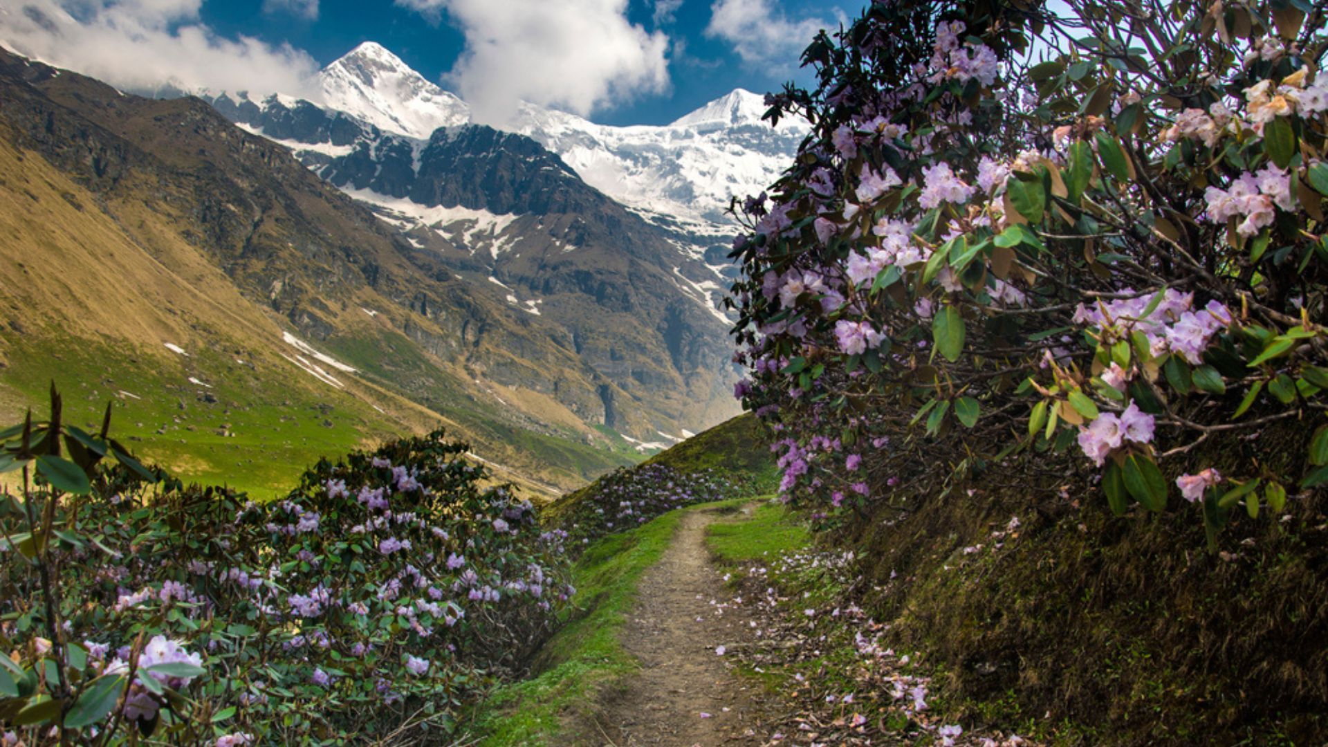 rhododendron treks